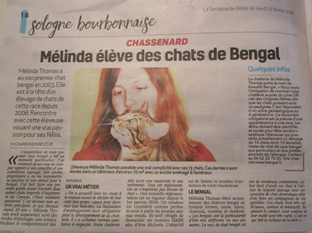 chat bengal publicite